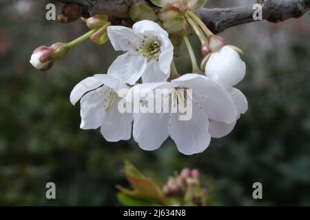 Weiße Blumen Baumblüten Makro, selektiver Fokus. Frühlingsblüte, Äste in weißen Blüten, blühende Obstpflanzen. Weiße Kirschblüten Stockfoto