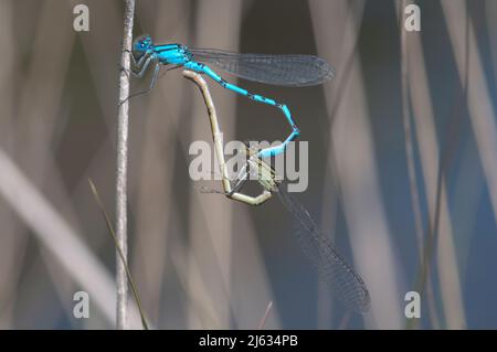 Gemeine blaue Damselfliege, Enallagma cyathigerum, Paar paart in Radposition auf einem einzigen Stamm. Juni. Sussex, Großbritannien. Stockfoto