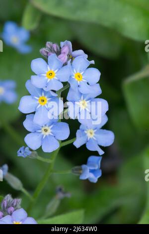 Wood Forget-Me-Not, Wood Forgetmenot, Myosotis sylvatica, April, Sussex, VEREINIGTES KÖNIGREICH Stockfoto