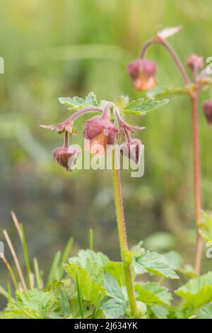 Water Avens, Geum Rivale, April, Sussex, Großbritannien Stockfoto