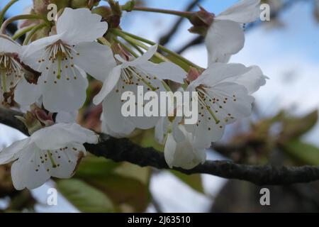 Weiße Blumen Baumblüten Makro, selektiver Fokus. Frühlingsblüte, Äste in weißen Blüten, blühende Obstpflanzen. Weiße Kirschblüten Stockfoto