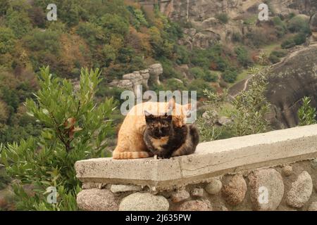 Zwei wunderschöne Katzen kuscheln am Straßenrand in der Nähe der Meteora-Klöster, Griechenland 2021 Stockfoto