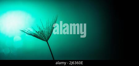 Frühling Sommer Hintergrund, salsify oder riesigen Dandelion Samen auf grünem Hintergrund mit Bokeh . Stockfoto