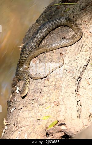 Nahaufnahme der schwarz braunen Schlange auf dem trockenen Holz auf dem Wasser sitzen und genießen Sie die Natur weichen Fokus natürlichen braunen Hintergrund. Stockfoto