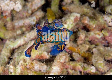 Mandarinenfisch (Synchiropus spendidus), Paarung, Raja Ampat, Irian Jaya, Westpapua, Indonesien, Pazifischer Ozean Stockfoto