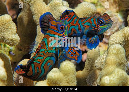 Mandarinenfisch (Synchiropus spendidus), Paarung, Raja Ampat, Irian Jaya, Westpapua, Indonesien, Pazifischer Ozean Stockfoto