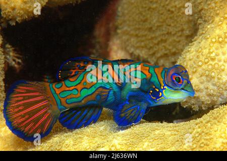 Mandarinfisch-Leierfisch oder Mandarinfisch (Synchiropus spendidus), Yap, Mikronesien | Mandarinfische (Synchiropus spendidus), Yap, Mikronesien Stockfoto