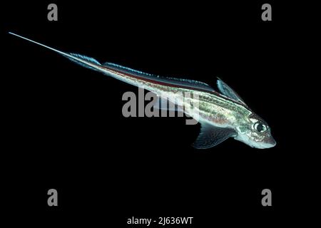 Kaninchenfisch, Männchen (Chimera monstrosa), Tiefseefisch, Bergen, Hordaland, Norwegen, Nordatlantik Stockfoto