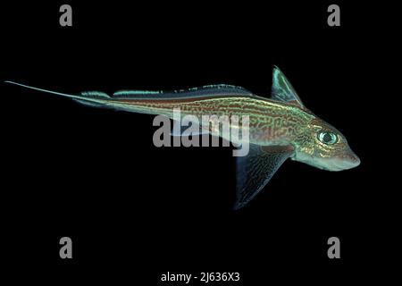 Kaninchenfisch, Männchen (Chimera monstrosa), Tiefseefisch, Bergen, Hordaland, Norwegen, Nordatlantik Stockfoto