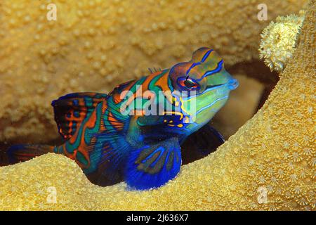 Mandarinfisch-Leierfisch oder Mandarinfisch (Synchiropus spendidus), Yap, Mikronesien | Mandarinfische (Synchiropus spendidus), Yap, Mikronesien Stockfoto