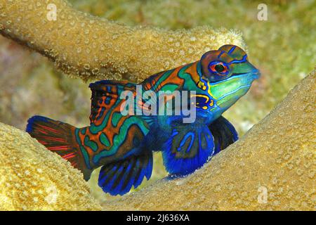 Mandarinfisch-Leierfisch oder Mandarinfisch (Synchiropus spendidus), Yap, Mikronesien | Mandarinfische (Synchiropus spendidus), Yap, Mikronesien Stockfoto