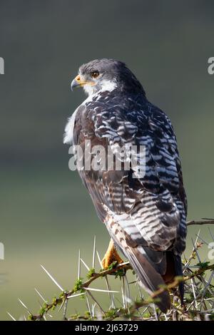 Augur Buzzard (Buteo Schnecke) auf einem Akazienbaum in Tansania Stockfoto