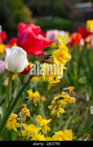 Bremen, Deutschland. 27. April 2022. Narzissen blühen in der Sonne in den Wällen. Quelle: Melissa Erichsen/dpa/Alamy Live News Stockfoto