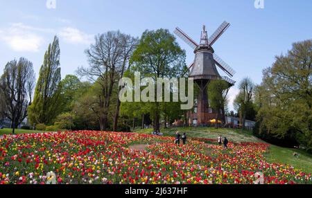 Bremen, Deutschland. 27. April 2022. Tulpen blühen vor der Mühle in den Stadtmauern in Bremen Quelle: Melissa Erichsen/dpa/Alamy Live News Stockfoto