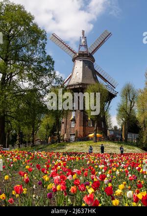 Bremen, Deutschland. 27. April 2022. Tulpen blühen vor der Mühle in den Stadtmauern in Bremen. Quelle: Melissa Erichsen/dpa/Alamy Live News Stockfoto