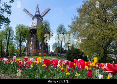 Bremen, Deutschland. 27. April 2022. Tulpen blühen vor der Mühle in den Stadtmauern in Bremen. Quelle: Melissa Erichsen/dpa/Alamy Live News Stockfoto