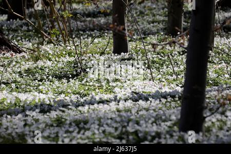 Heiligendamm, Deutschland. 26. April 2022. Im Ostseebad sorgen die blühenden Holzanemonen (Anemone nemorosa) unter den Buchen für einen weißen Blumenteppich, auf den die Bäume ihre Schatten werfen. Die Pflanze ist eine typische Frühlingsblume. Sie blüht, wenn die Bäume immer noch wenig oder kein Laub haben und viel Sonnenlicht auf den Waldboden fällt. Die wichtigste Blütezeit ist März bis Mai. Quelle: Bernd Wüstneck/dpa/Alamy Live News Stockfoto