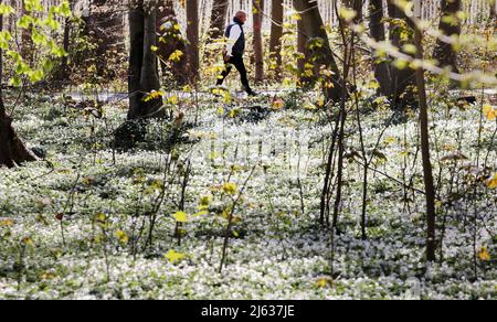 Heiligendamm, Deutschland. 26. April 2022. Im Ostseebad sorgen die blühenden Holzanemonen (Anemone nemorosa) unter den Buchen für einen weißen Blumenteppich, auf den die Bäume ihre Schatten werfen. Die Pflanze ist eine typische Frühlingsblume. Sie blüht, wenn die Bäume immer noch wenig oder kein Laub haben und viel Sonnenlicht auf den Waldboden fällt. Die wichtigste Blütezeit ist März bis Mai. Quelle: Bernd Wüstneck/dpa/Alamy Live News Stockfoto