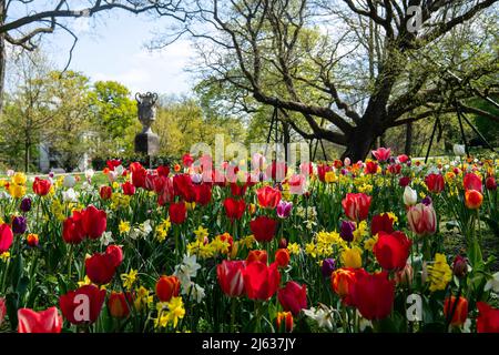 Bremen, Deutschland. 27. April 2022. Tulpen blühen in den Wällen in der Nähe der Vase der Steinhäuser in Bremen. Quelle: Melissa Erichsen/dpa/Alamy Live News Stockfoto