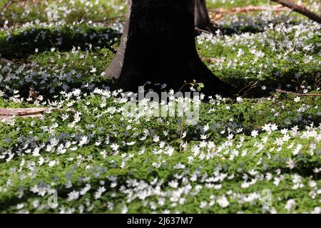 Heiligendamm, Deutschland. 26. April 2022. Im Ostseebad sorgen die blühenden Holzanemonen (Anemone nemorosa) unter den Buchen für einen weißen Blumenteppich, auf den die Bäume ihre Schatten werfen. Die Pflanze ist eine typische Frühlingsblume. Sie blüht, wenn die Bäume immer noch wenig oder kein Laub haben und viel Sonnenlicht auf den Waldboden fällt. Die wichtigste Blütezeit ist März bis Mai. Quelle: Bernd Wüstneck/dpa/Alamy Live News Stockfoto