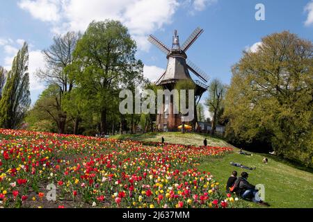 Bremen, Deutschland. 27. April 2022. Tulpen blühen vor der Mühle in den Stadtmauern in Bremen. Quelle: Melissa Erichsen/dpa/Alamy Live News Stockfoto