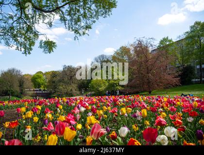 Bremen, Deutschland. 27. April 2022. Tulpen blühen im Sonnenschein in den Wällen. Quelle: Melissa Erichsen/dpa/Alamy Live News Stockfoto