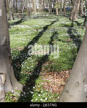 Heiligendamm, Deutschland. 26. April 2022. Im Ostseebad sorgen die blühenden Holzanemonen (Anemone nemorosa) unter den Buchen für einen weißen Blumenteppich, auf den die Bäume ihre Schatten werfen. Die Pflanze ist eine typische Frühlingsblume. Sie blüht, wenn die Bäume immer noch wenig oder kein Laub haben und viel Sonnenlicht auf den Waldboden fällt. Die wichtigste Blütezeit ist März bis Mai. Quelle: Bernd Wüstneck/dpa/Alamy Live News Stockfoto