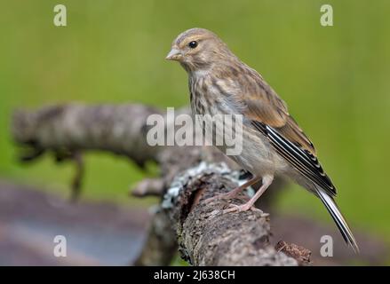 Weibliches gewöhnliches Linnet (Linaria cannabina), das auf einem großen Ast mit grünem Hintergrund posiert Stockfoto