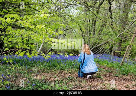 Eine Frau hockt sich hin, um Bluebells auf ihrem Kameratelefon in Wäldern in Nettlebed, in der britischen Grafschaft Bekshire, zu fotografieren. Stockfoto