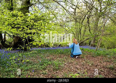 Eine Frau hockt sich hin, um Bluebells auf ihrem Kameratelefon in Wäldern in Nettlebed, in der britischen Grafschaft Bekshire, zu fotografieren. Stockfoto