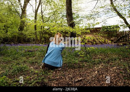 Eine Frau hockt sich hin, um Bluebells auf ihrem Kameratelefon in Wäldern in Nettlebed, in der britischen Grafschaft Bekshire, zu fotografieren. Stockfoto