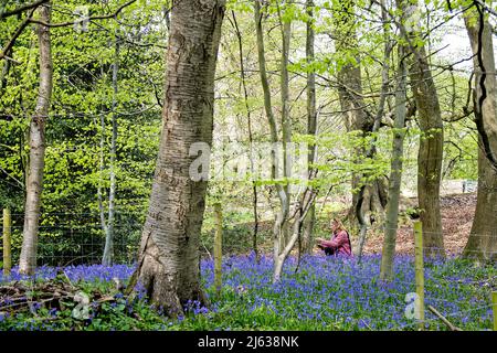 Eine Frau hockt sich hin, um Bluebells auf ihrem Kameratelefon in Wäldern in Nettlebed, in der britischen Grafschaft Bekshire, zu fotografieren. Stockfoto