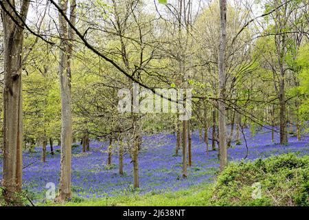 Eine atemberaubende Darstellung von frühlingshaften Blaubellen in Wäldern in der Nähe von Henley, in der Nähe von B... Stockfoto