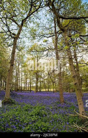 Eine atemberaubende Darstellung von frühlingshaften Blaubellen in Wäldern in der Nähe von Henley, in der Nähe von B... Stockfoto