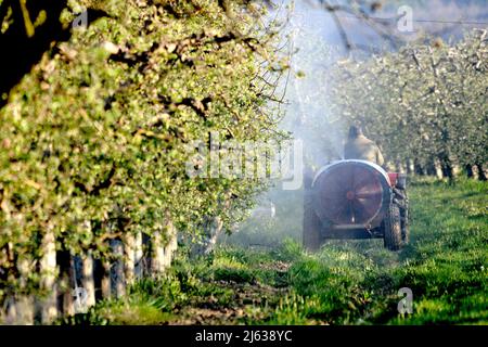 Apfelplantage im Frühjahr vor der Blüte versprühen Stockfoto