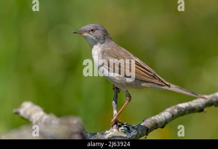 Gewöhnlicher Weißdorn (Curruca communis), der auf einem winzigen Zweig mit klarem grünen Hintergrund posiert Stockfoto