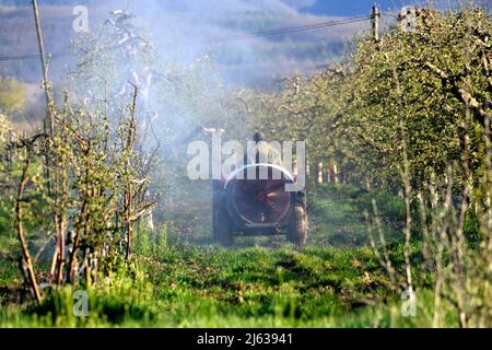 Apfelplantage im Frühjahr vor der Blüte versprühen Stockfoto