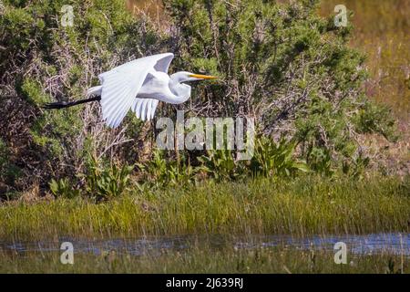 Ich habe diesen Silberreiher in einem kleinen sumpfigen Gebiet am Rande des Honey Lake Wildlife Area im Lassen County California, USA, entdeckt. Der majestätische Vogel wa Stockfoto