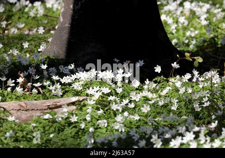 Heiligendamm, Deutschland. 26. April 2022. Im Ostseebad sorgen die blühenden Holzanemonen (Anemone nemorosa) unter den Buchen für einen weißen Blumenteppich, auf den die Bäume ihre Schatten werfen. Die Pflanze ist eine typische Frühlingsblume. Sie blüht, wenn die Bäume immer noch wenig oder kein Laub haben und viel Sonnenlicht auf den Waldboden fällt. Die wichtigste Blütezeit ist März bis Mai. Quelle: Bernd Wüstneck/dpa/Alamy Live News Stockfoto