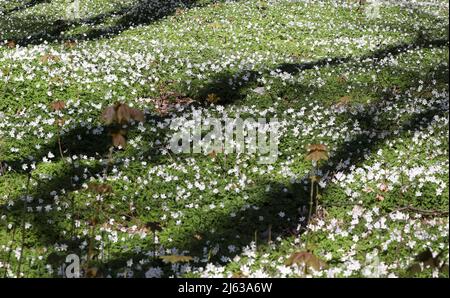 Heiligendamm, Deutschland. 26. April 2022. Im Ostseebad sorgen die blühenden Holzanemonen (Anemone nemorosa) unter den Buchen für einen weißen Blumenteppich, auf den die Bäume ihre Schatten werfen. Die Pflanze ist eine typische Frühlingsblume. Sie blüht, wenn die Bäume immer noch wenig oder kein Laub haben und viel Sonnenlicht auf den Waldboden fällt. Die wichtigste Blütezeit ist März bis Mai. Quelle: Bernd Wüstneck/dpa/Alamy Live News Stockfoto