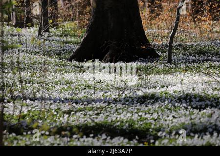 Heiligendamm, Deutschland. 26. April 2022. Im Ostseebad sorgen die blühenden Holzanemonen (Anemone nemorosa) unter den Buchen für einen weißen Blumenteppich, auf den die Bäume ihre Schatten werfen. Die Pflanze ist eine typische Frühlingsblume. Sie blüht, wenn die Bäume immer noch wenig oder kein Laub haben und viel Sonnenlicht auf den Waldboden fällt. Die wichtigste Blütezeit ist März bis Mai. Quelle: Bernd Wüstneck/dpa/Alamy Live News Stockfoto