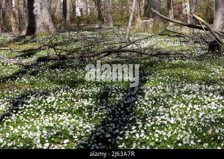 Heiligendamm, Deutschland. 26. April 2022. Im Ostseebad sorgen die blühenden Holzanemonen (Anemone nemorosa) unter den Buchen für einen weißen Blumenteppich, auf den die Bäume ihre Schatten werfen. Die Pflanze ist eine typische Frühlingsblume. Sie blüht, wenn die Bäume immer noch wenig oder kein Laub haben und viel Sonnenlicht auf den Waldboden fällt. Die wichtigste Blütezeit ist März bis Mai. Quelle: Bernd Wüstneck/dpa/Alamy Live News Stockfoto