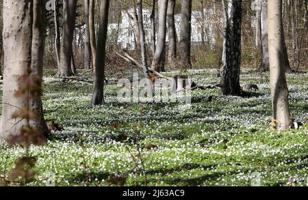 Heiligendamm, Deutschland. 26. April 2022. Im Ostseebad sorgen die blühenden Holzanemonen (Anemone nemorosa) unter den Buchen für einen weißen Blumenteppich, auf den die Bäume ihre Schatten werfen. Die Pflanze ist eine typische Frühlingsblume. Sie blüht, wenn die Bäume immer noch wenig oder kein Laub haben und viel Sonnenlicht auf den Waldboden fällt. Die wichtigste Blütezeit ist März bis Mai. Quelle: Bernd Wüstneck/dpa/Alamy Live News Stockfoto