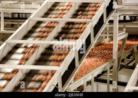 Rotkartoffeln, die auf einem Förderband in einer Lebensmittelverarbeitungsanlage vorbeirauschen. Stockfoto