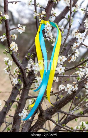 Bunte blaue und gelbe Stoffbänder auf einem blühenden Baum im Garten im Frühling. Ukrainische patriotische Symbole, Flaggen Farben Stockfoto