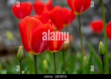 Schöne rote Tulpen in der Frühlingssonne Stockfoto