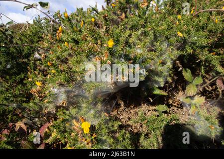 Spinnen Netz auf gelb blühendem Gorse Stockfoto