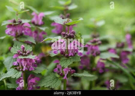 Rosa Blüten von gefleckten toten Brennnesseln Lamium maculatum. Lamium maculatum Blüten schließen selektiven Fokus. Stockfoto