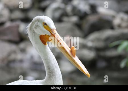 Amerikanische Weißpelikane sind einer der größten Vögel Nordamerikas und können bis zu 30 Pfund wiegen. Der massive gelb-orange Schnabel mit großem fleischigen Stockfoto