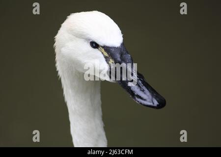 Tundraschwäne, auch bekannt als Pfeifschwäne, sind große Vögel mit schweren Körpern, langen Hälsen und ganz weißem Gefieder. Die Rechnung ist in der Regel schwarz mit Stockfoto